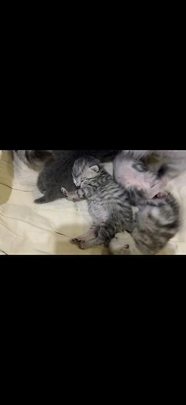 котята простые: Британские короткошёрстные котята, серебристые табби и голубого — 1
