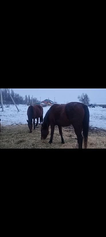 шивис уйлар: Продаю | Кобыла (самка) | Для разведения — 3
