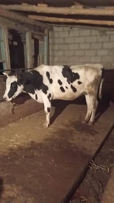 Айыл-чарба жаныбарлары: Сатам | Уй (ургаачы) | Голштин | Сүт алуу үчүн | Музоологондон кийин — 3