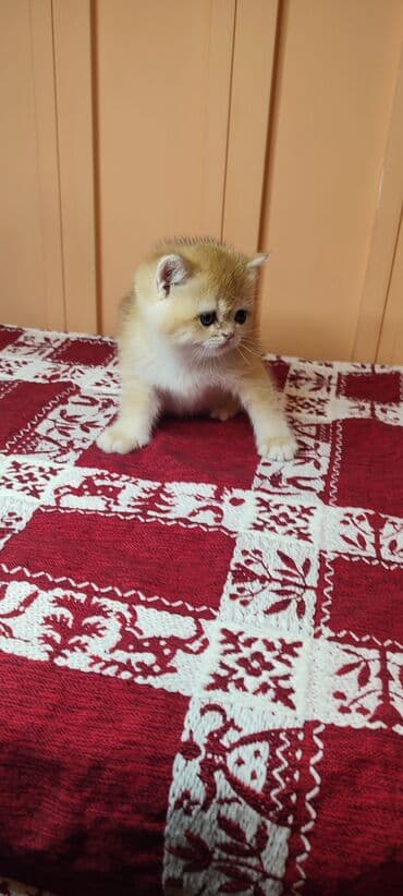 шотландские вислоухие котята купить: Открыто бронирование Британские котята, окрас золотой шиншилла — 6