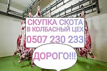 Куплю | Коровы, быки, Лошади, кони, Другие с/х животные | Круглосуточно, Любое состояние, Забитый at lalafo.kg Куплю | Коровы, быки, Лошади, кони, Другие с/х животные | Круглосуточно, Любое состояние, Забитый