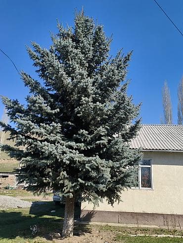 Ель голубая (Picea pungens ‘Glauca’) — декоративное хвойное дерево с
