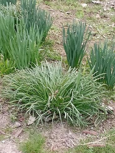 сухой фрукту: Рассада — 1