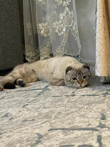 Отдам даром кошку: Срочно срочно 🚨🧨🧨🧨🧨 в связи переездом продаю Шотландская вислоухая — 3