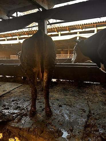 Ветеринар кызматы: Сатам | Уй (ургаачы) | Алатоолук | Бордоп семиртүү үчүн, Союуга | Кысыр, Байланган — 3