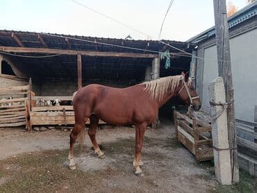 ит рабочий: Продаю | Жеребец | Рабочий | Осеменитель — 7