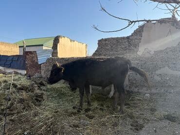 домик для кошки многоуровневый: Сатам | Бука (эркек) | Аргын | Бордоп семиртүү үчүн — 4