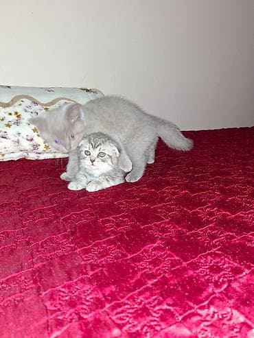 токмок кошка: Мышыктар сатылат — 2