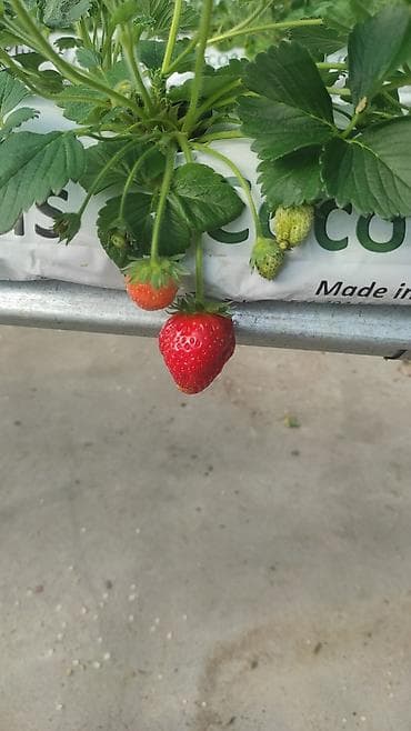 Здоровое питание: Клубника — 1