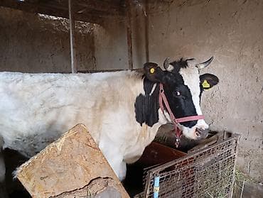 кошки сиамские: Продаю | Корова (самка) | Полукровка | Для разведения, Для молока | Искусственник, Нетель, Стельные — 2