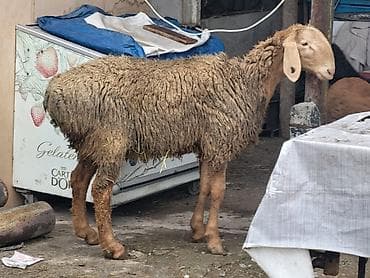 алабай итер: Продаю | Баран (самец) | Арашан | Для разведения | Племенные — 7