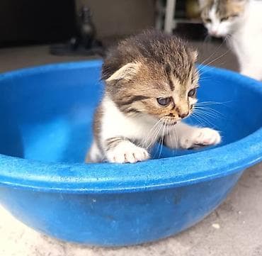bb kitty бишкек: Котята вместе с кошечкой ( с мамой) отдаётся в хорошие, заботливые — 7