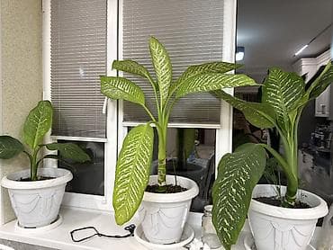 Диффенбахии: Диффенбахия (Dieffenbachia) в горшке - Крупное декоративно-лиственное — 2