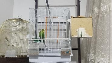 Пара волнистых попугаев с действующим гнездованием 🐦 Продается