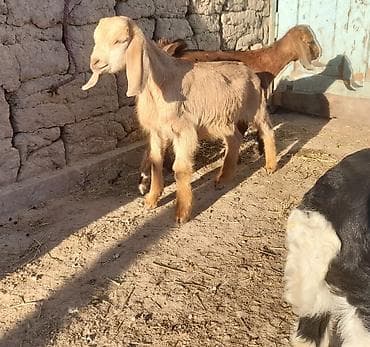 С/х животные и товары: Продаю | Козлёнок | Битал | Для разведения | Племенные, Осеменитель — 6