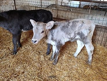 английский байтал: Продаю | Бык (самец), Тёлка, Музоо, торпок | Швицкая, Симментальская | На откорм, Для разведения, Для молока | Искусственник — 1