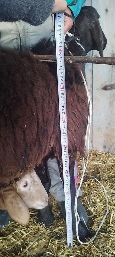 кочкор афган: Арашан 2 тиш кой козусу менен Козу линия бульдозер Ургаачы. Бир — 6