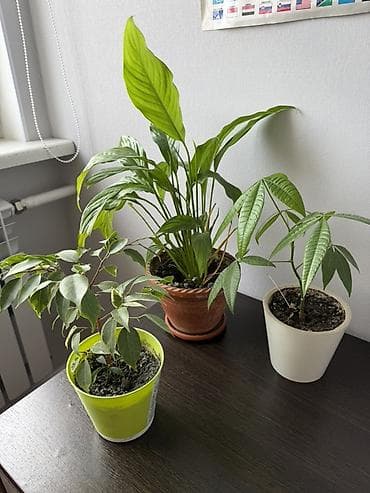 За все.Комнатные растения в горшках (набор из 3 штук): - Спатифиллум