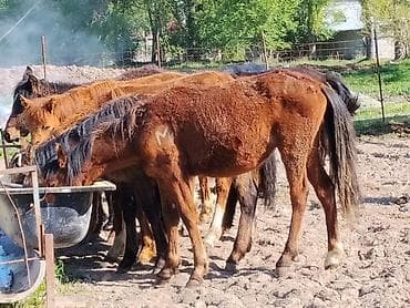 токмок животные: Продаю | Жеребенок | Для разведения — 8