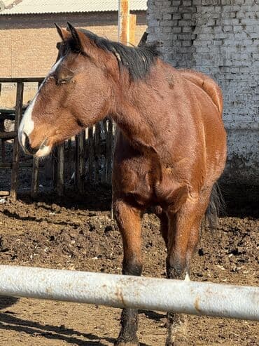 сколько стоит собака породы доберман: Продаю | Кобыла (самка) | На забой, Для разведения, Рабочий — 4