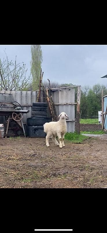 ветеринар вызов дом в бишкеке: Продаю | Овца (самка), Ягненок | Арашан | На забой, Для разведения, Для шерсти | Племенные — 4