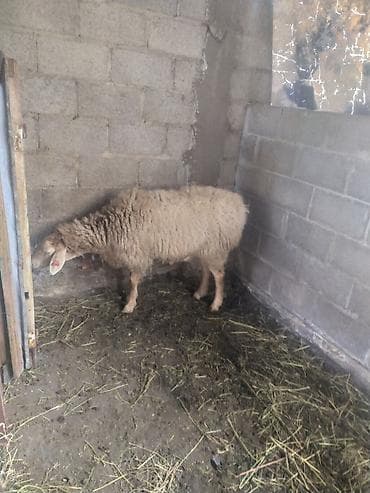 А/ч жаныбарларын сатам: Сатам | Ургаачы кой (ургаачы) | Көбөйтүү үчүн | Ургаачы — 3