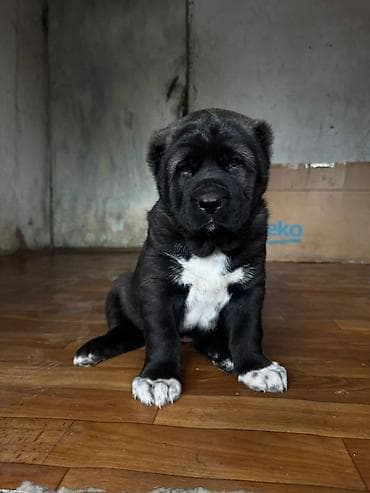 продажа собак бишкек: Продаю щенков Алабая, средне азиатской овчарки, три девочки и один — 5