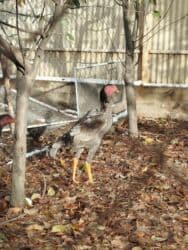 ит кыргыз добот: Дакан пепел жожо короз сатылат бойу чон майда ачылган активный алмашу — 1