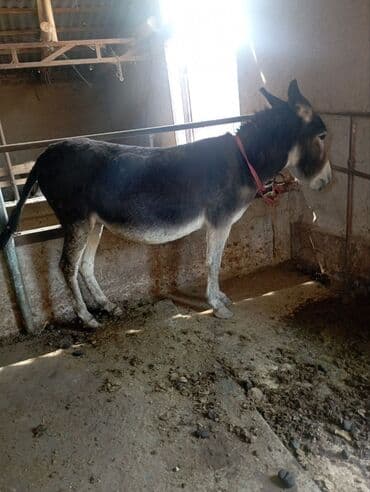 Осёл рабочий - Порода: домашний осёл, масть темно‑серая с более