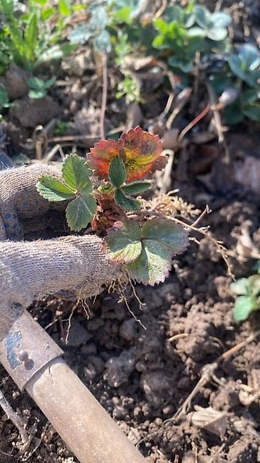 где можно купить клубнику: Рассада (клубники) сорт черный принц с открытой корневой системой. - — 4