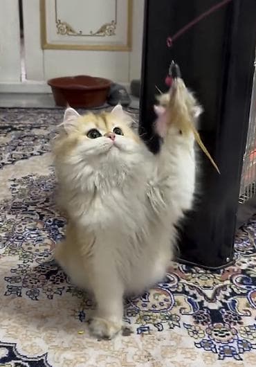 британские котята цена: Британская короткошёрстная, 2 месяца, Девочка, Золотая шиншилла, Приучена к лотку, Проглистована, С документами — 5