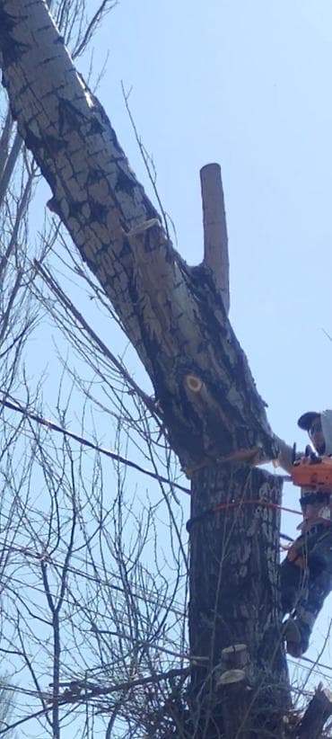 станок дерево: Спил Дерево Тал, Бак, Жаңгак акацса Дуб Орехи терек карагач Отун — 2