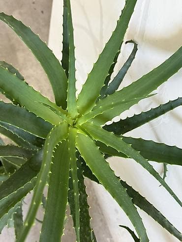 Алоэ (суккулент) в горшке - Вид: алоэ с длинными мечевидными листьями