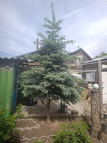 Голубая ель (вероятно, Picea pungens, «Глаука»). - Эффектная крона с