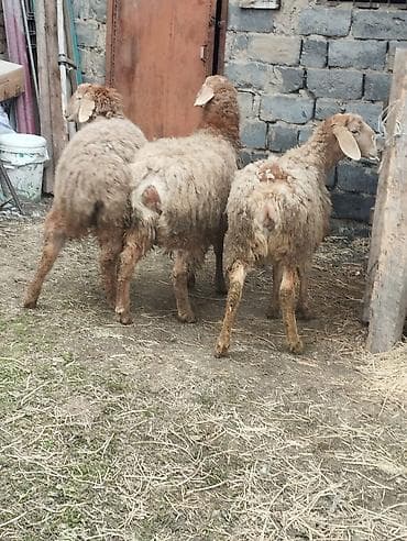 Продам с/х животных: Продаю | Ягненок | Полукровка — 1