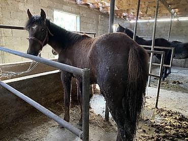 кони: Продаю | Кобыла (самка), Жеребец | На забой, Для разведения — 4