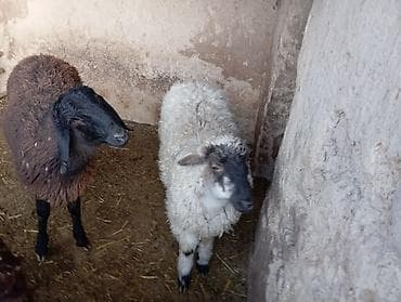 Продаю | Овца (самка) | На забой