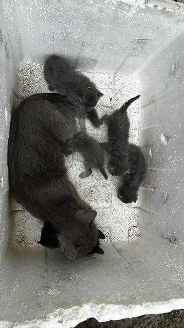 Животные: Милые серые котята ищут дом🐾 Окрас разный: серый дымчатый — 4
