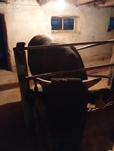 Продаю | Бык (самец) | На откорм | Племенные