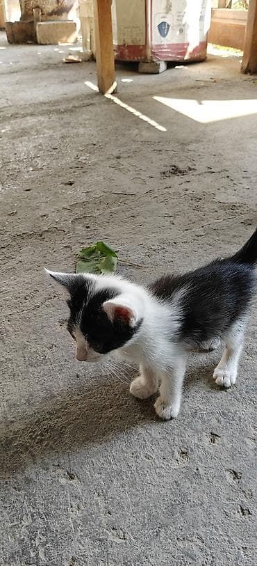 бенгальская кошка сколько стоит: Продаются котята(3 шт) по 300 сом. чуть больше месяца, возраст. Адрес — 2
