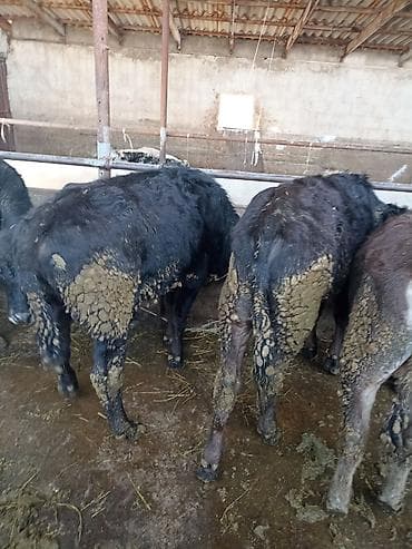 водолаз собака цена: Продаю | Бык (самец) | Полукровка | На откорм | Привязанные — 5