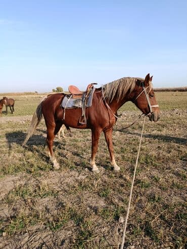 ит рабочий: Продаю | Жеребец | Рабочий | Осеменитель — 2