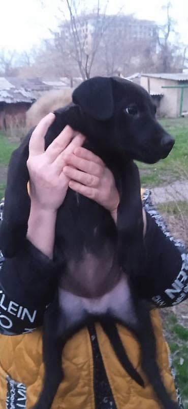 чёрный терьер: Щенок, девочка очень умная просто обалденная два с половиной (2/5) — 5