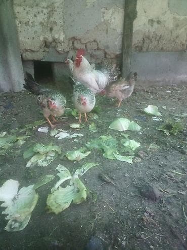 куры несушки цыплята: Продаю | Куры | Несушки — 1