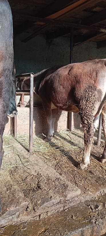 корова с теленкам: Продаю | Музоо, торпок | Симментальская | На откорм | Привязанные — 2