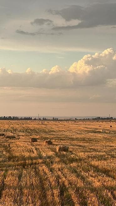 Үй жаныбарлары: Арпа саман сатылат.Баасы 100сом. Түктөрү таза жана плотный түктөлгөн — 2