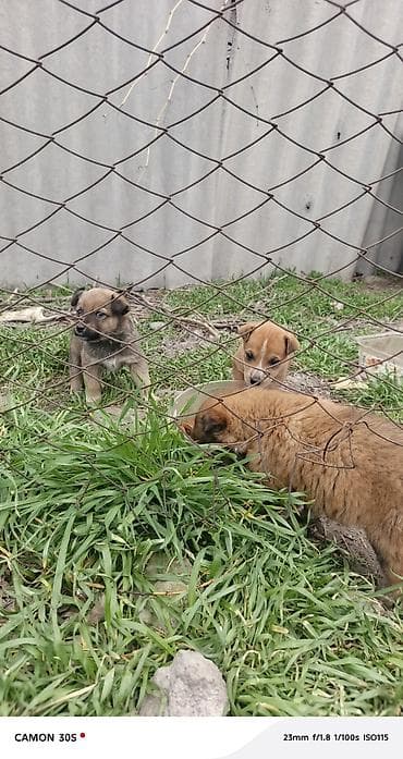 Башка жаныбарлар: Щенки метисы - Описание: малыши небольшого роста, короткошёрстные — 2