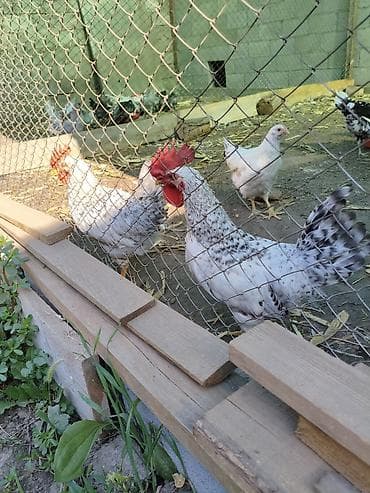 китайский куры: Продаю | Куры | Несушки — 1