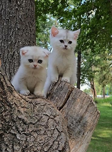 Животные: Предлагаем чистопородных малышей. Шотландские котята — 7