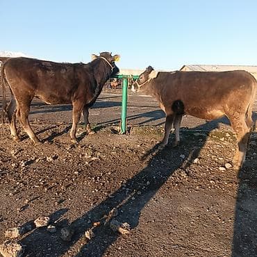 Продаю | Тёлка | На откорм | Привязанные